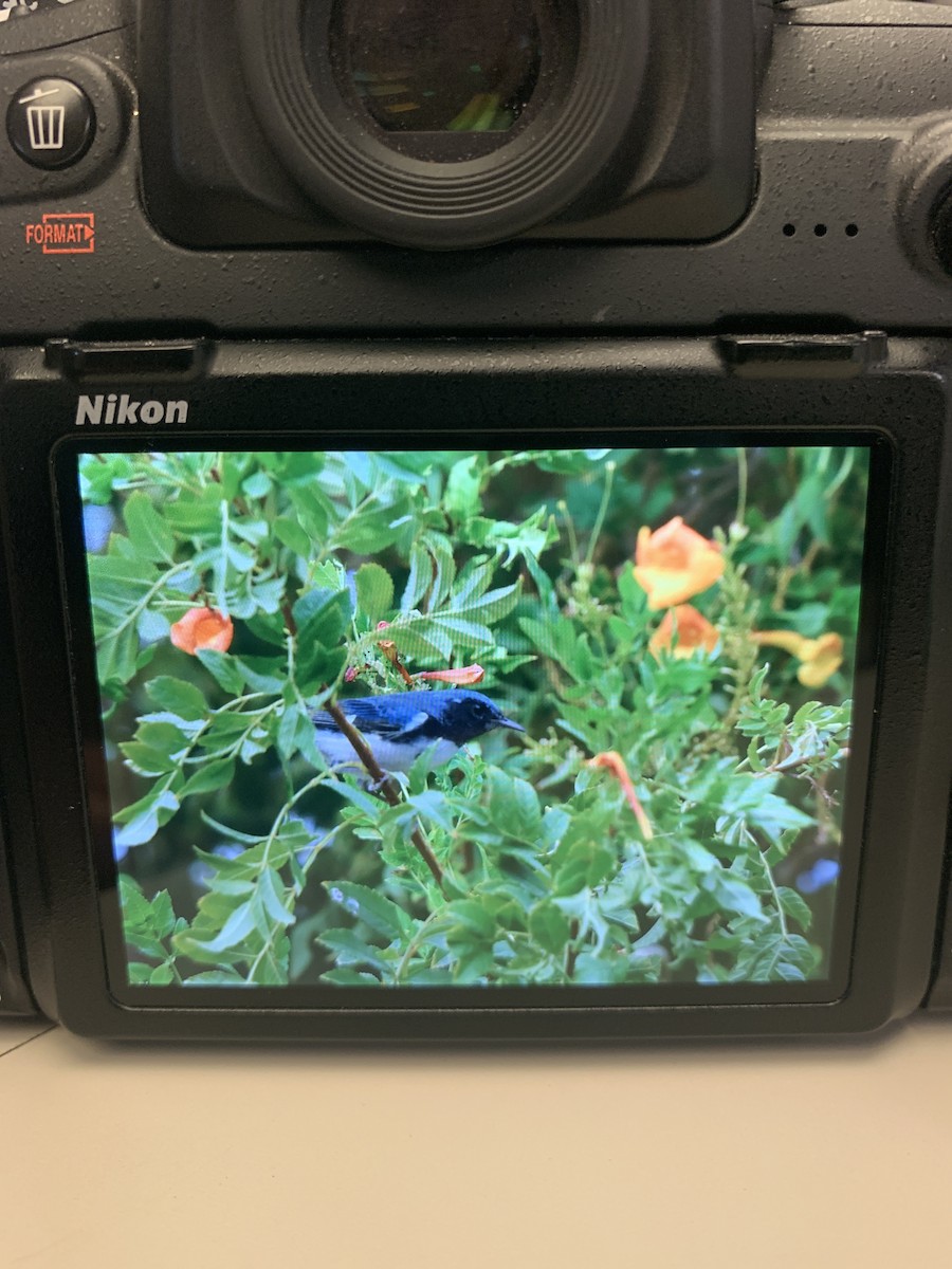 Black-throated Blue Warbler - sheri oosterveen