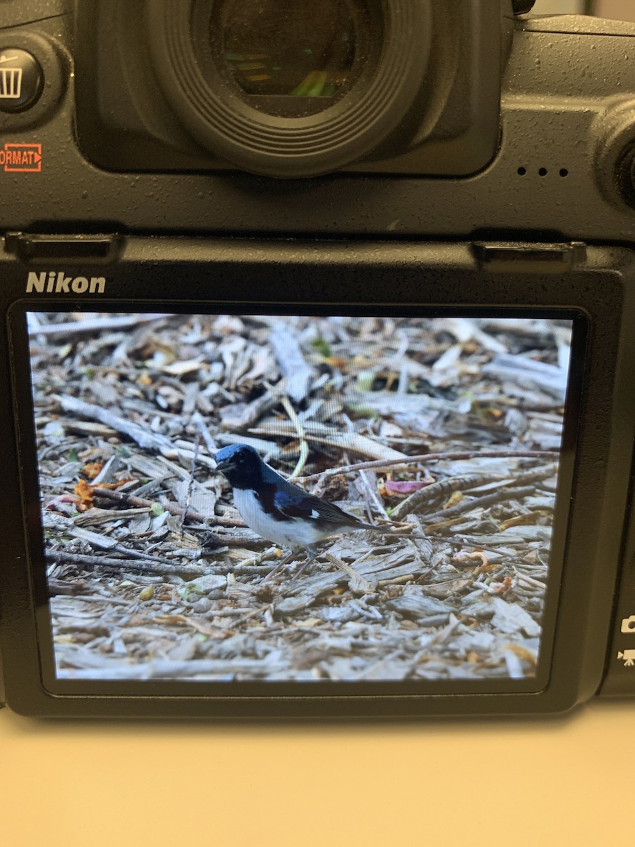 Black-throated Blue Warbler - sheri oosterveen