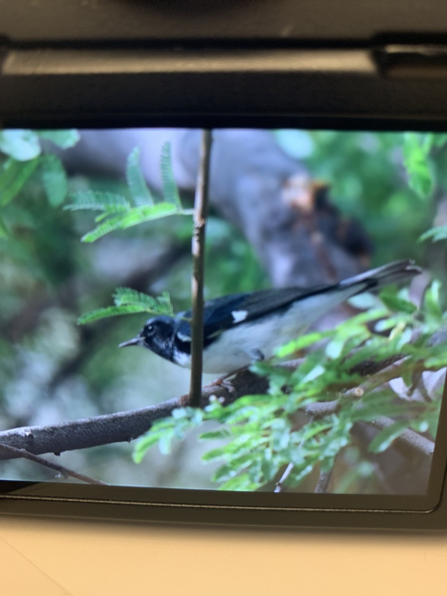 Black-throated Blue Warbler - sheri oosterveen