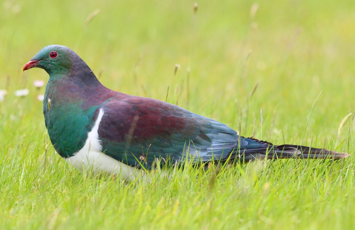 New Zealand Pigeon - ML38265341