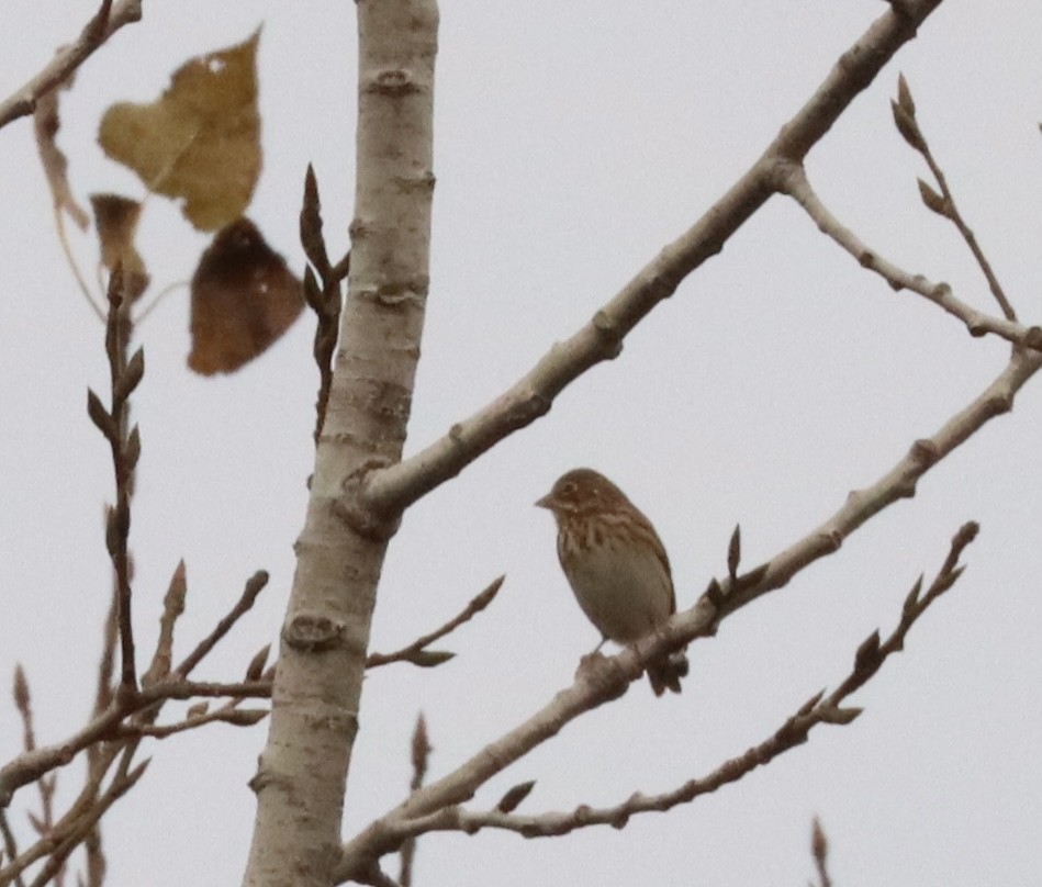 Bruant vespéral - ML382653841