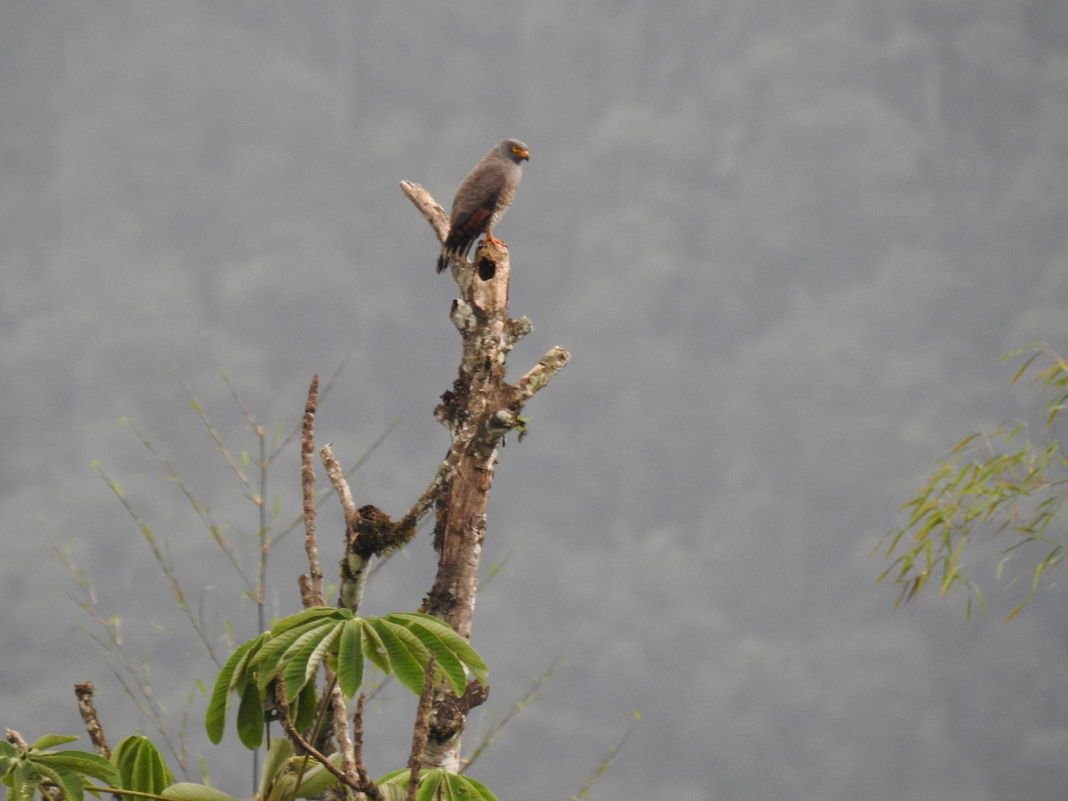 Roadside Hawk - ML382655021