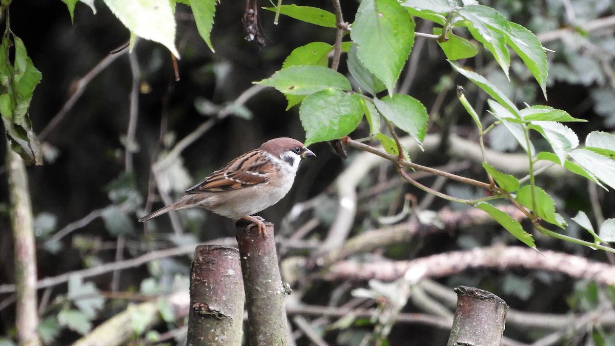 Eurasian Tree Sparrow - ML382656881