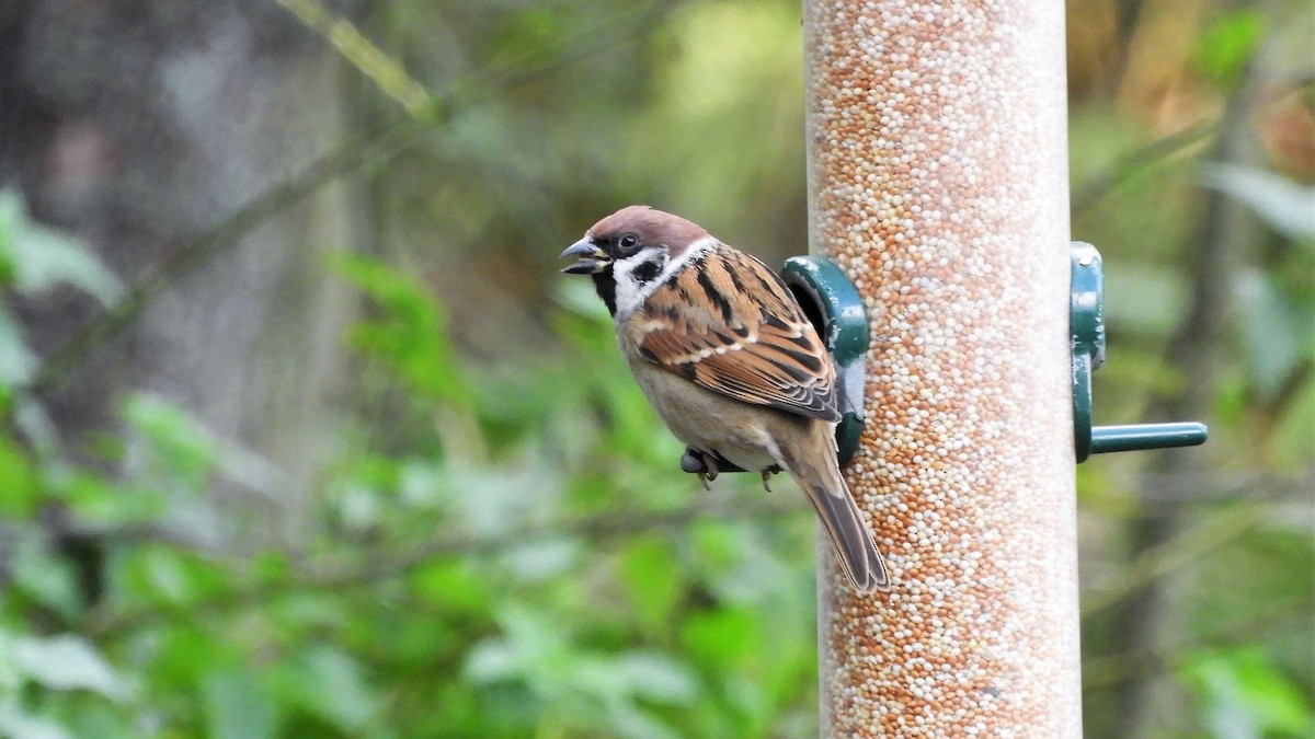 Eurasian Tree Sparrow - ML382656891