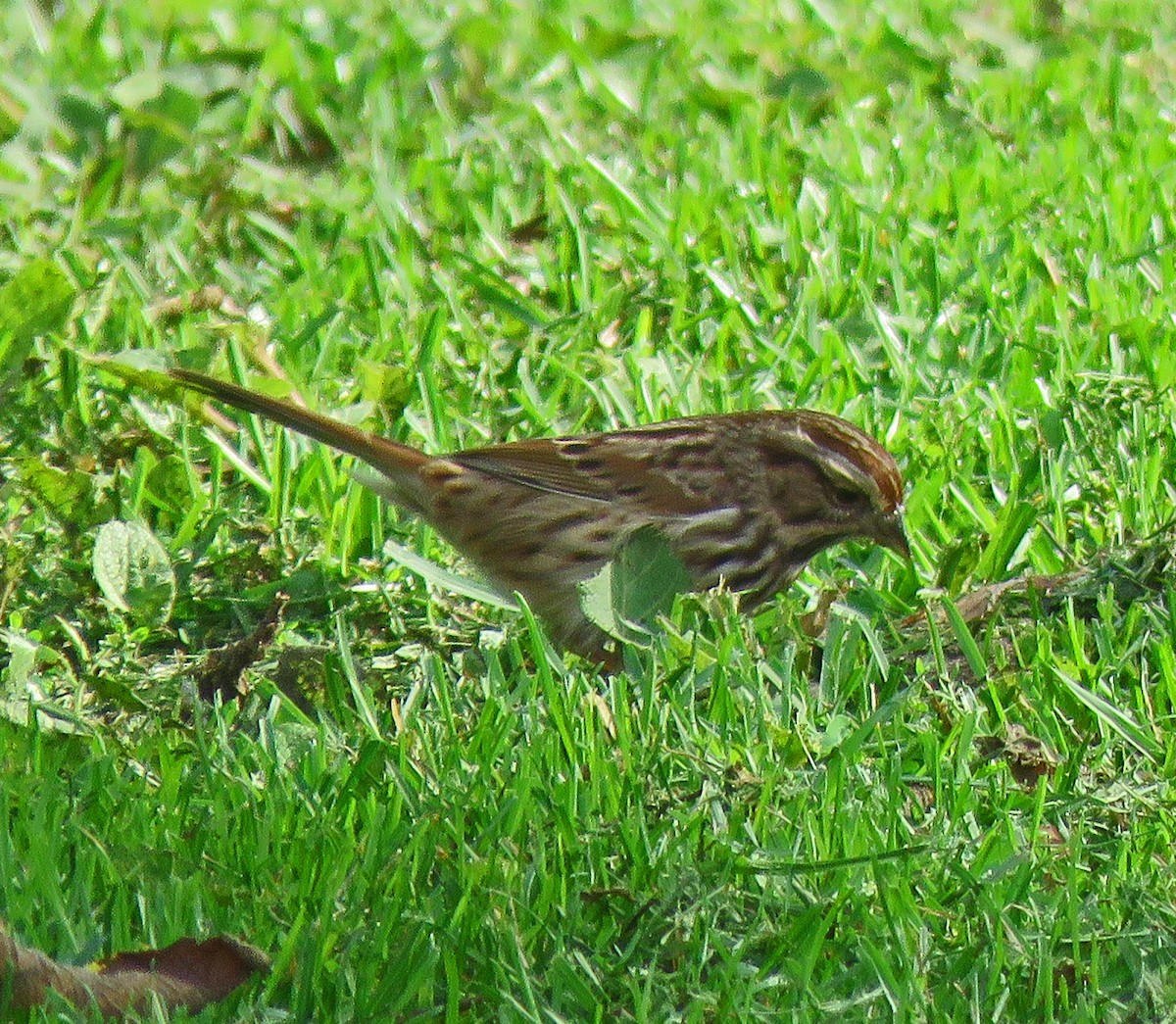 Song Sparrow - ML382658491