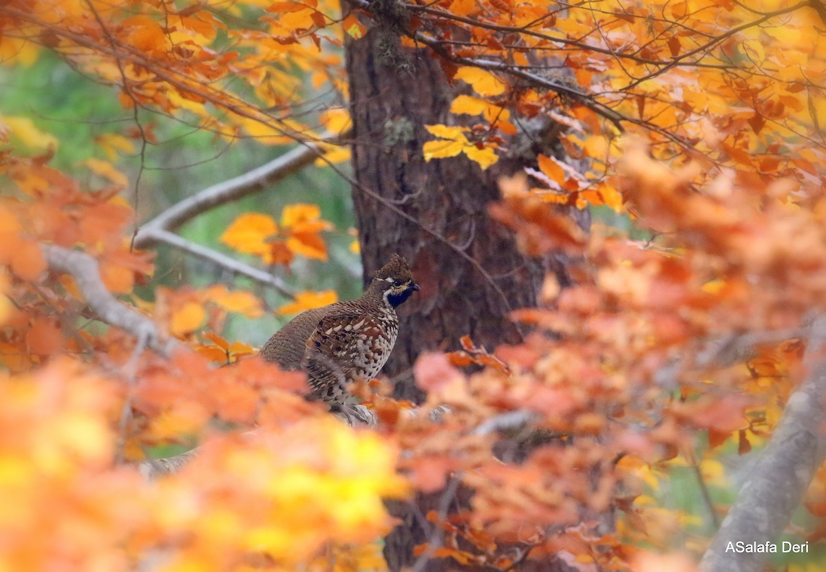 Hazel Grouse - ML382658801