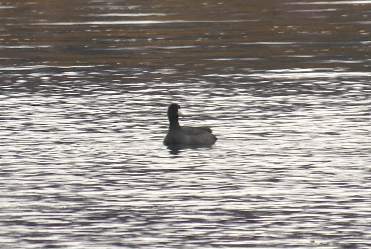 American Coot - Sulli Gibson