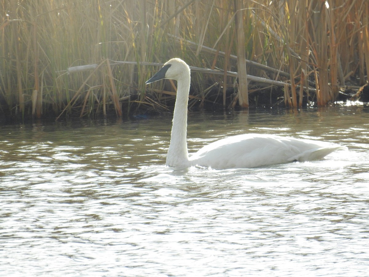 Trumpeter Swan - ML382659401