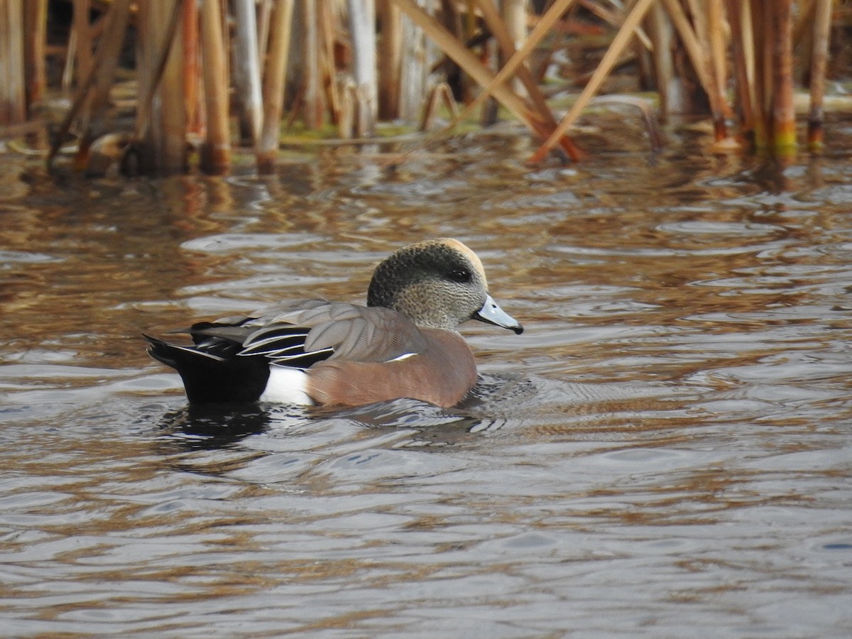 American Wigeon - ML382659621