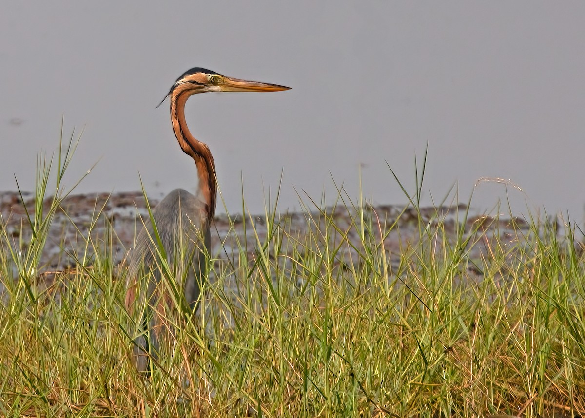 Purple Heron - ML382660631
