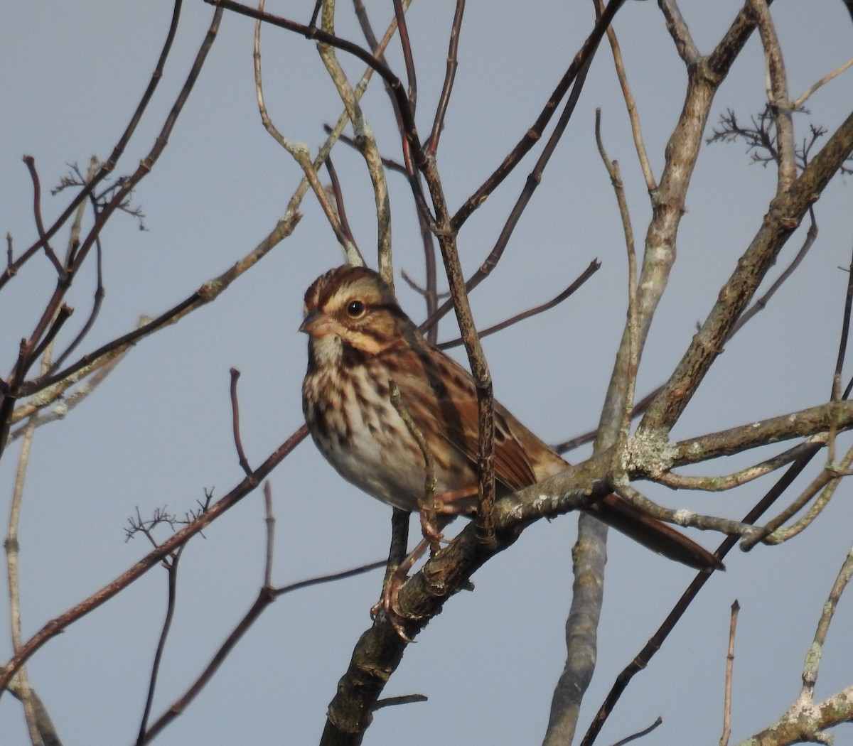 Song Sparrow - ML382661311