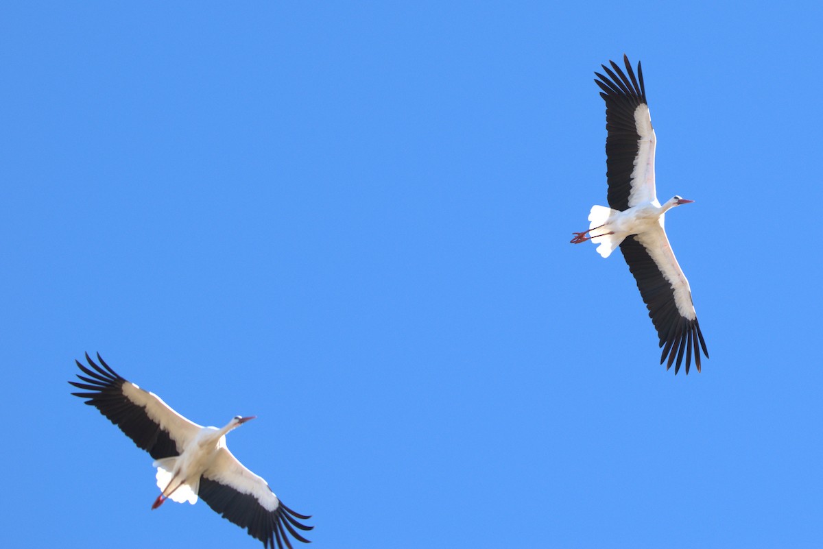 White Stork - Eduardo Gracia fuster