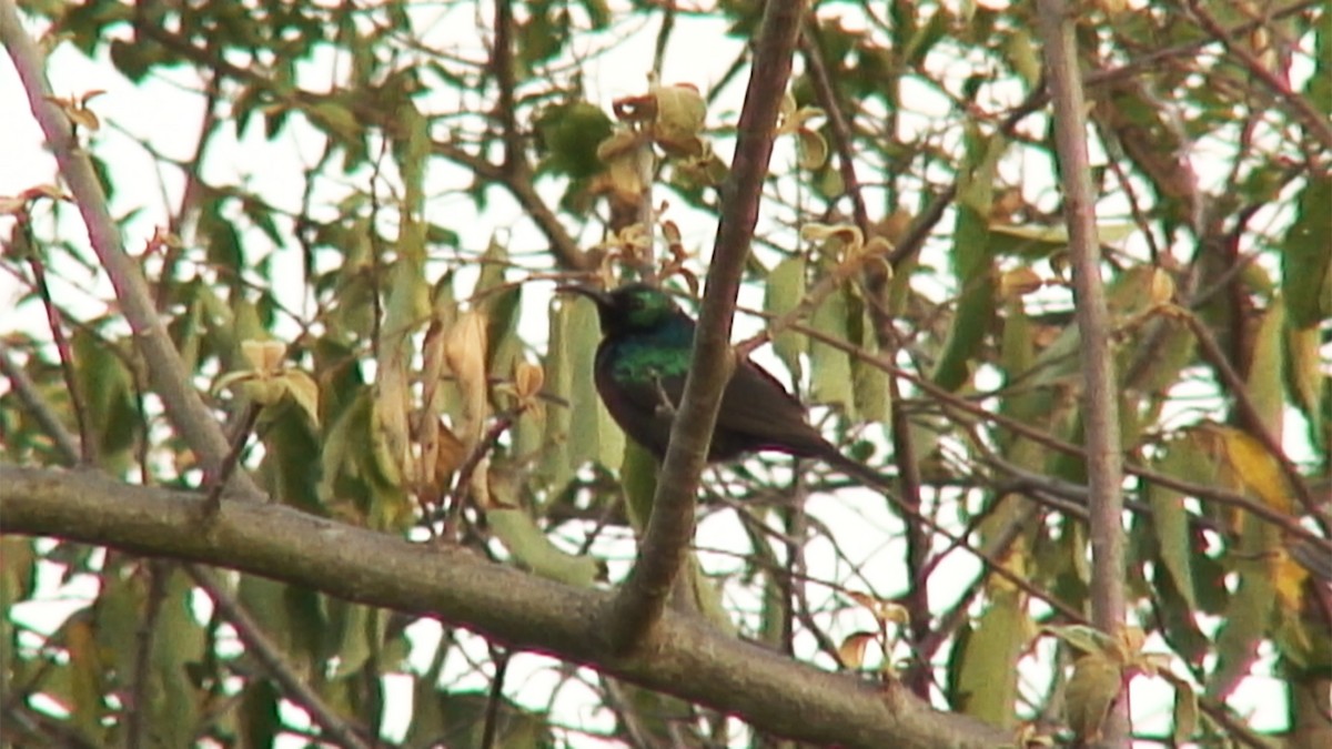 Marico Sunbird - Josep del Hoyo