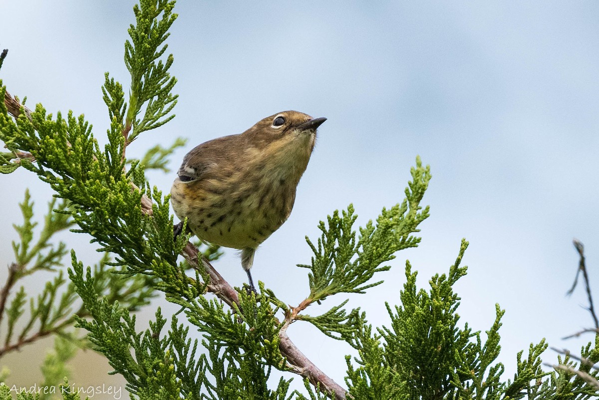 Yellow-rumped Warbler - ML382663021