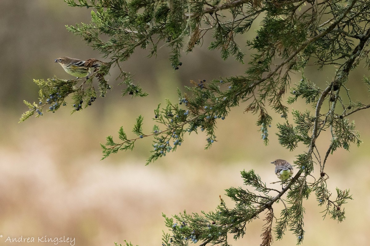 Yellow-rumped Warbler - ML382663151
