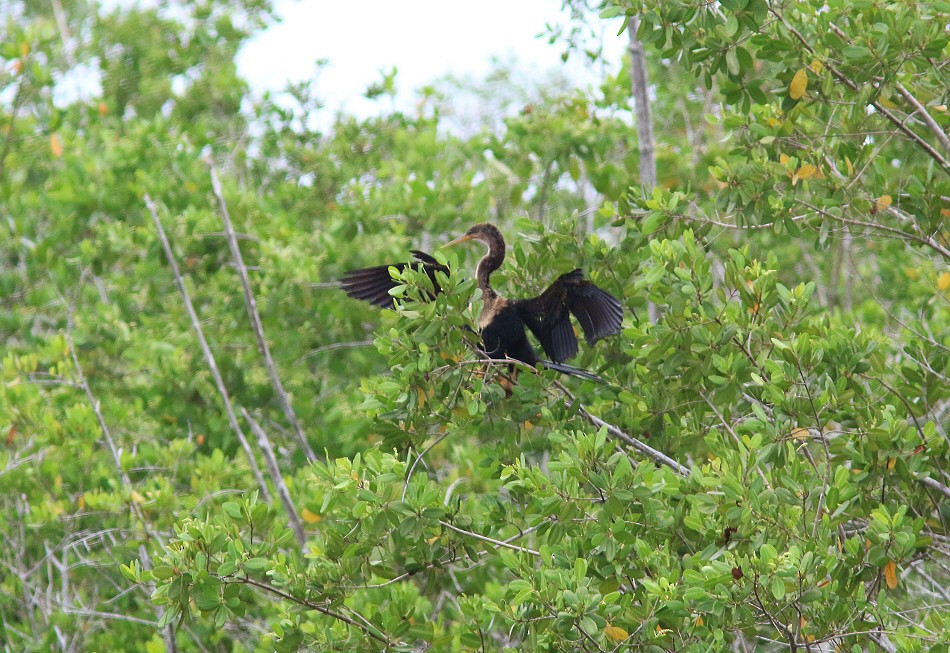 Amerika-Schlangenhalsvogel - ML38266451