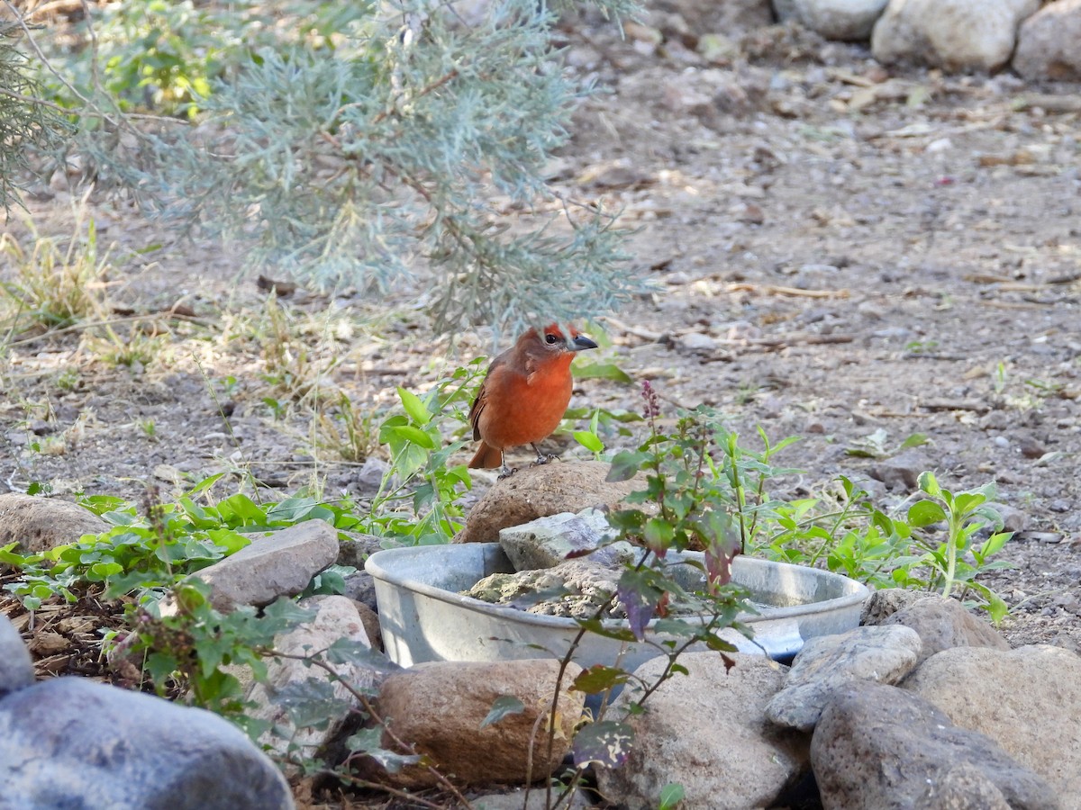 Hepatic Tanager (Northern) - ML382664571