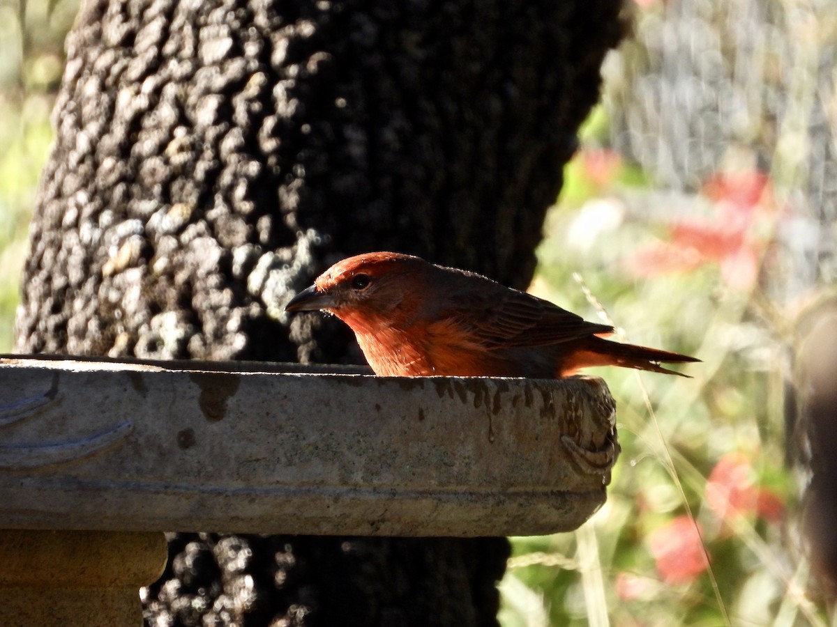 Hepatic Tanager (Northern) - ML382664741