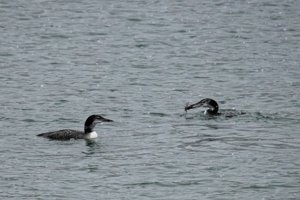 Common Loon - ML382664971