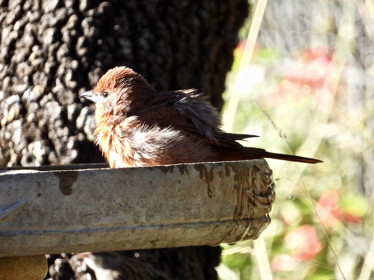 Hepatic Tanager (Northern) - ML382665031