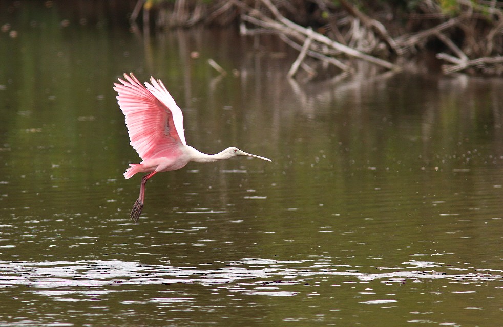 Roseate Spoonbill - ML38266611