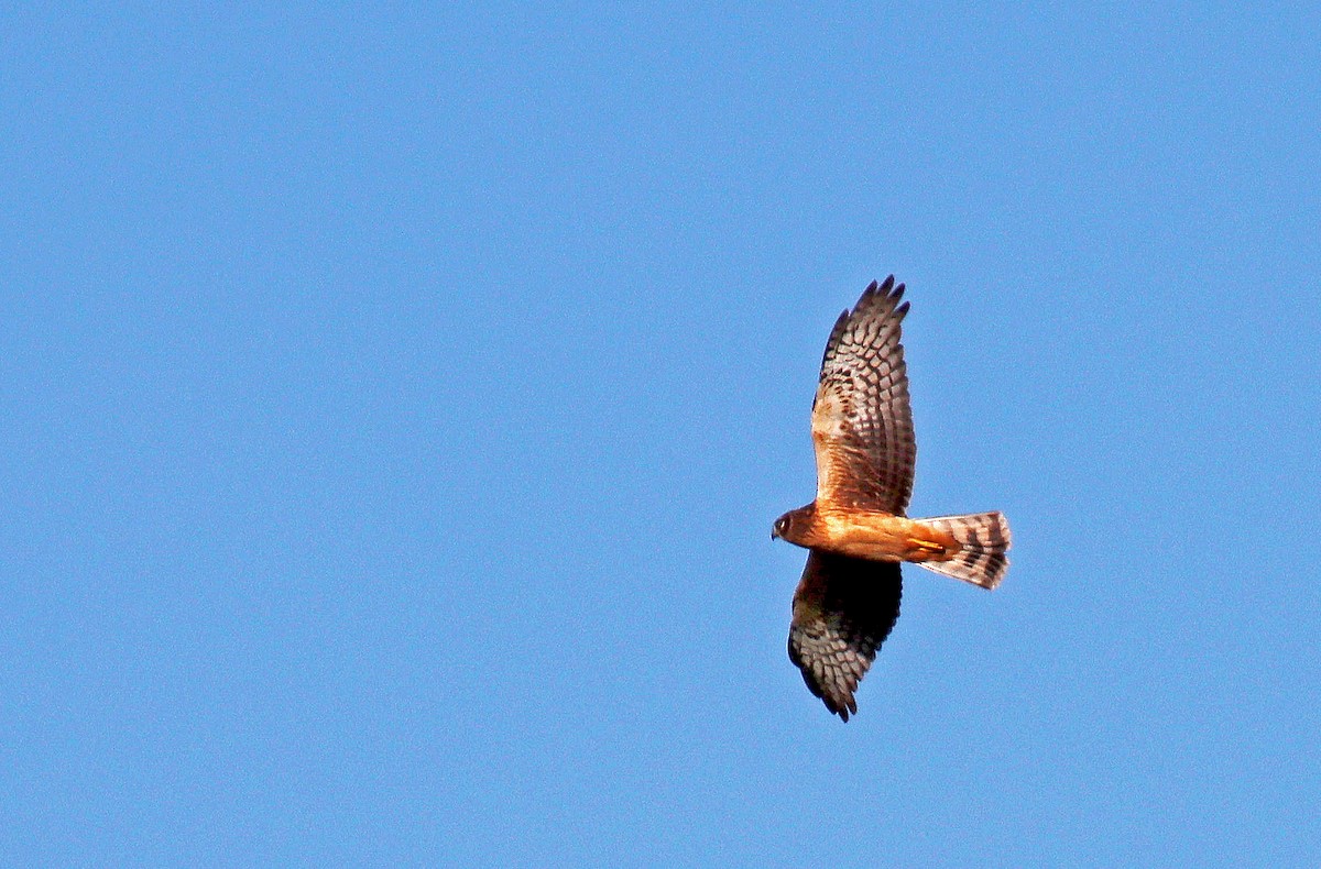 Northern Harrier - ML382667001