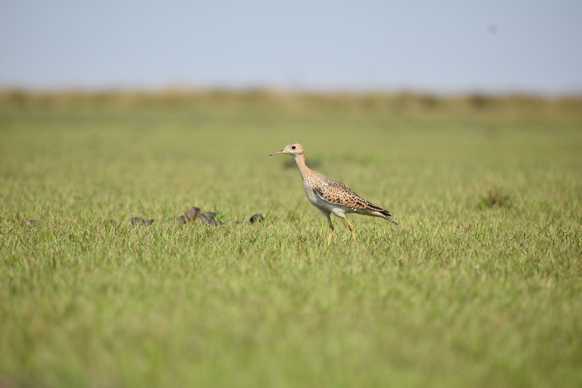 Upland Sandpiper - ML382667091