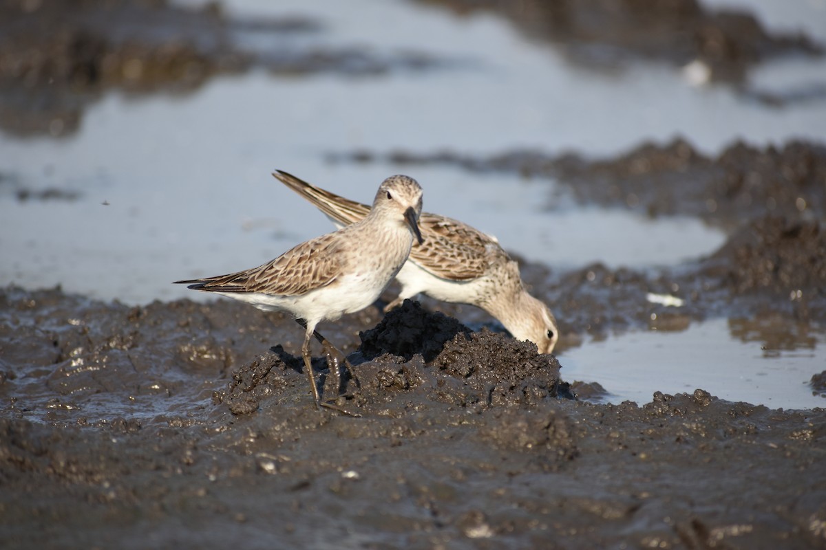 White-rumped Sandpiper - ML382668851