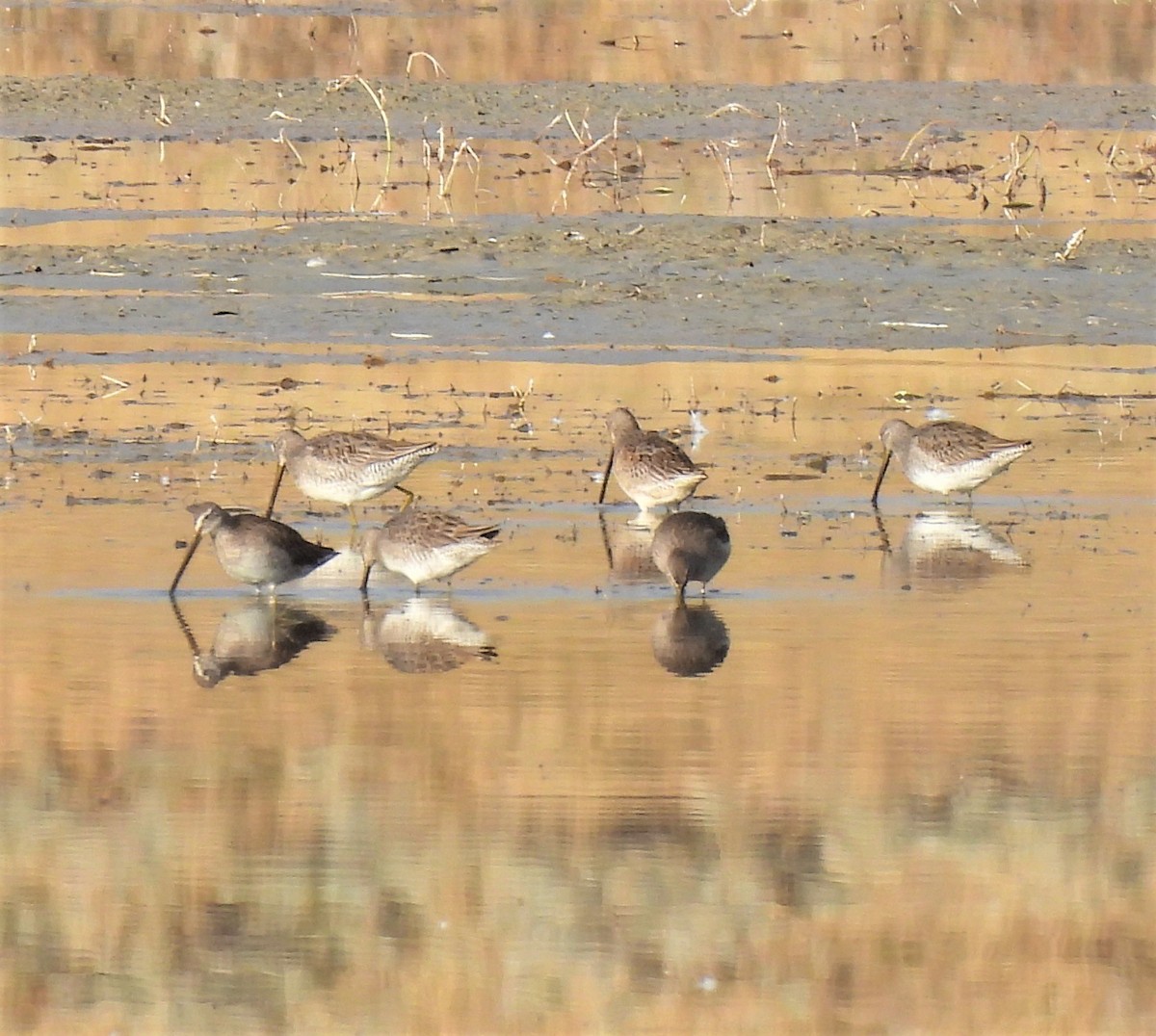 Long-billed Dowitcher - ML382669341