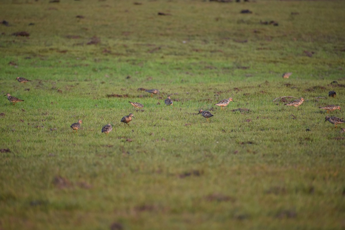 Buff-breasted Sandpiper - ML382669611