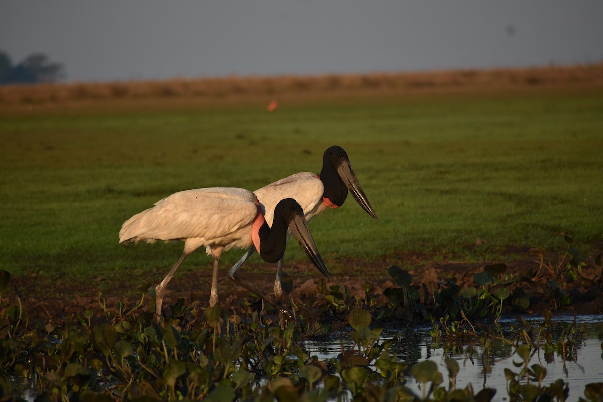 Jabiru - ML382669711