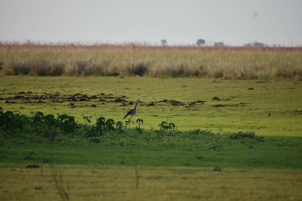 Red-legged Seriema - ML382670181