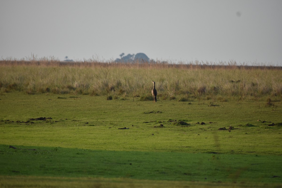 Red-legged Seriema - ML382670221