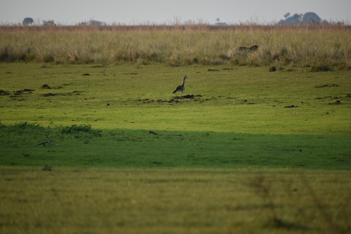Red-legged Seriema - ML382670241