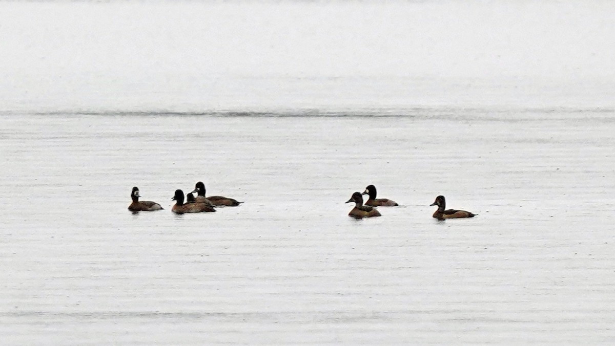 Greater Scaup - ML382672231