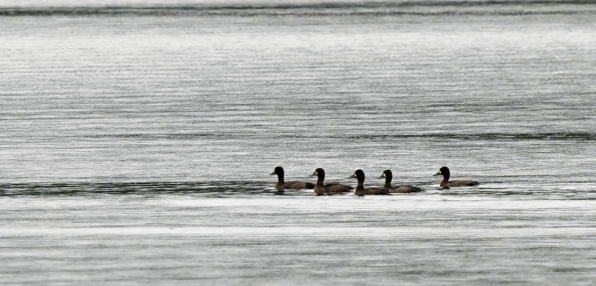 Greater Scaup - ML382672241