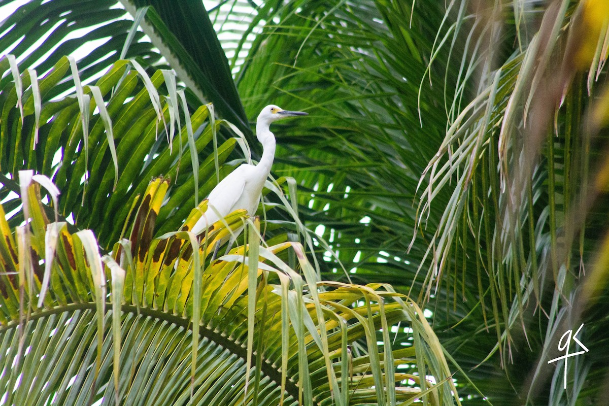 Snowy Egret - ML382672511