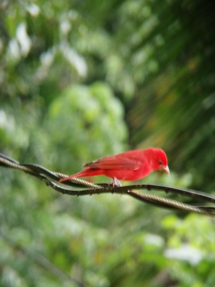 Summer Tanager - ML382675081