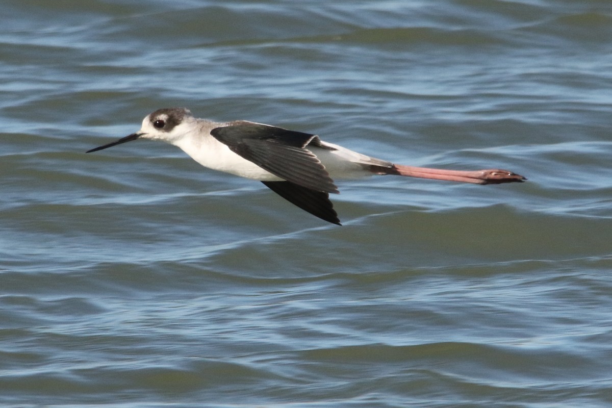 Black-necked Stilt - Louis Hoeniger