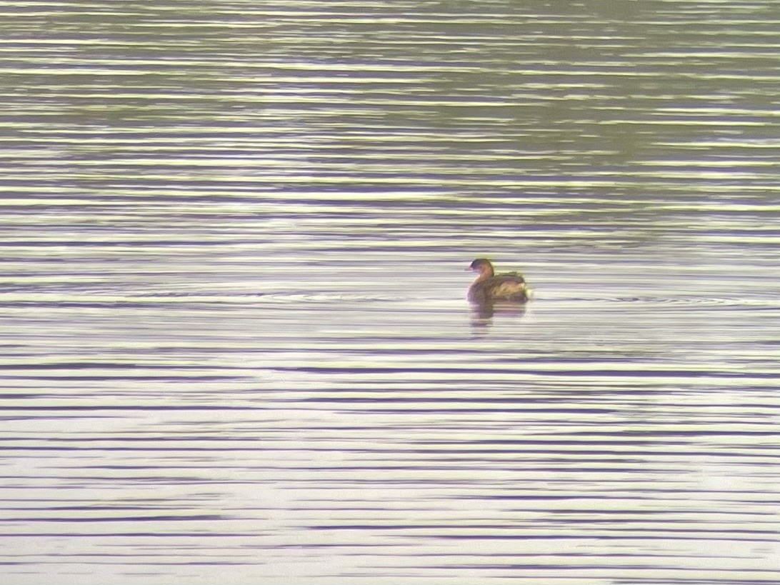 Little Grebe - ML382675491