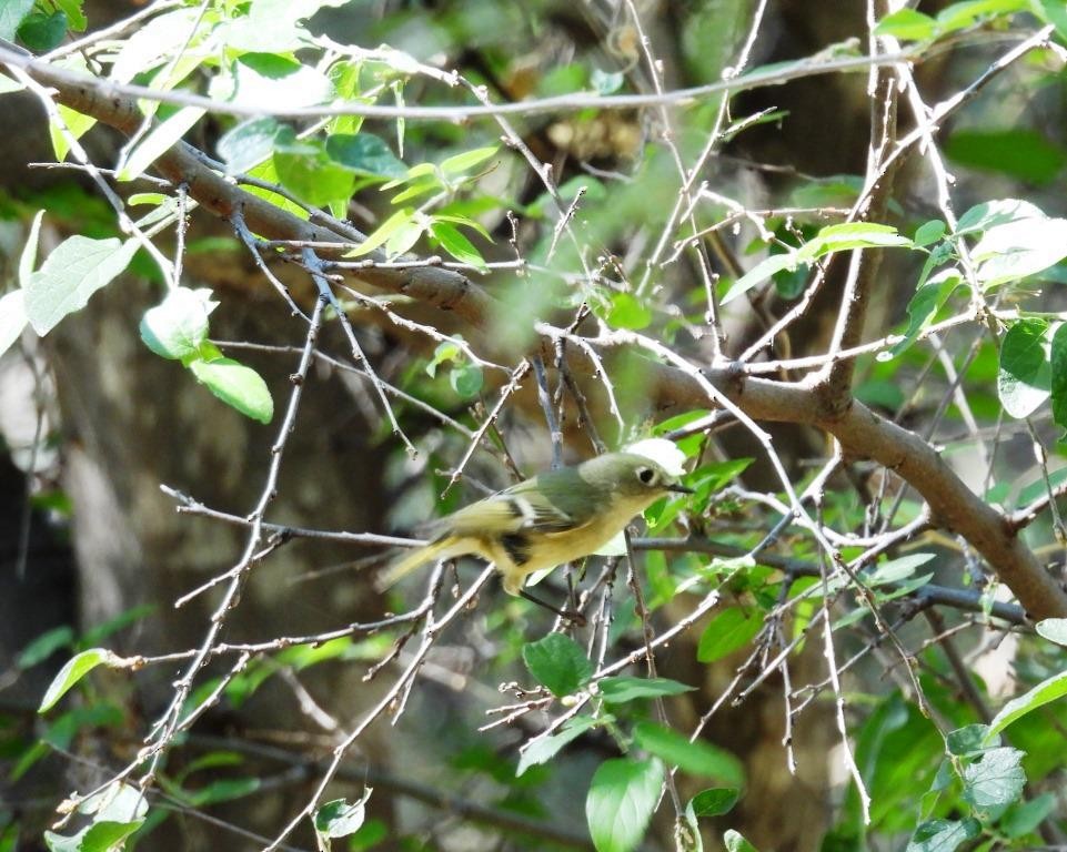 Ruby-crowned Kinglet - ML382675831