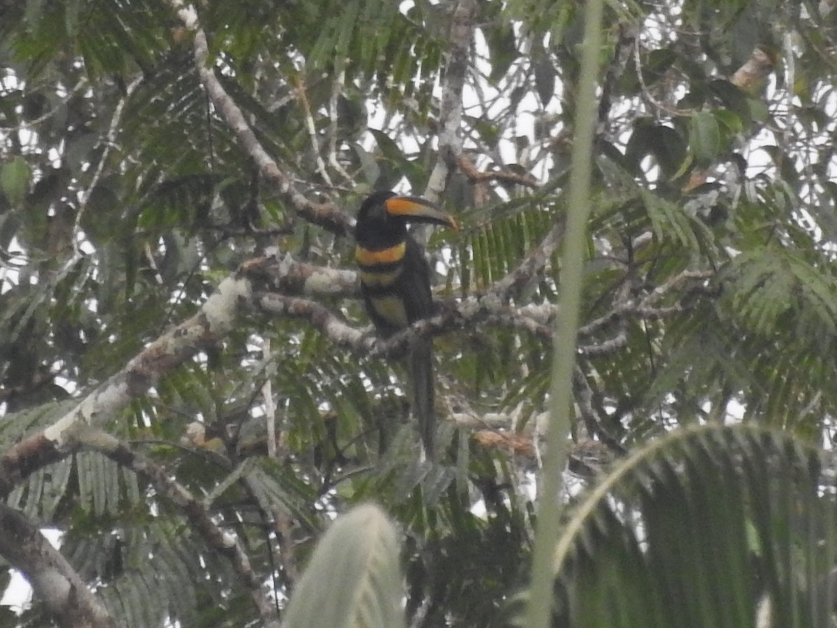 Many-banded Aracari - ML382678451