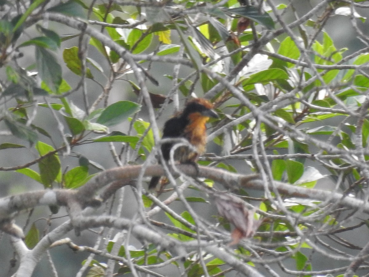 Scarlet-crowned Barbet - ML382680101