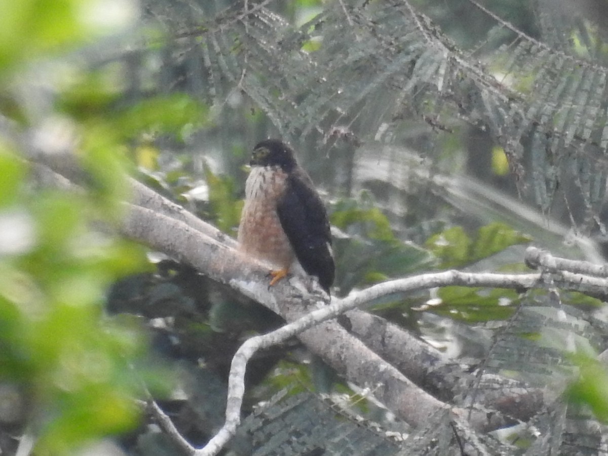 Double-toothed Kite - ML382681261
