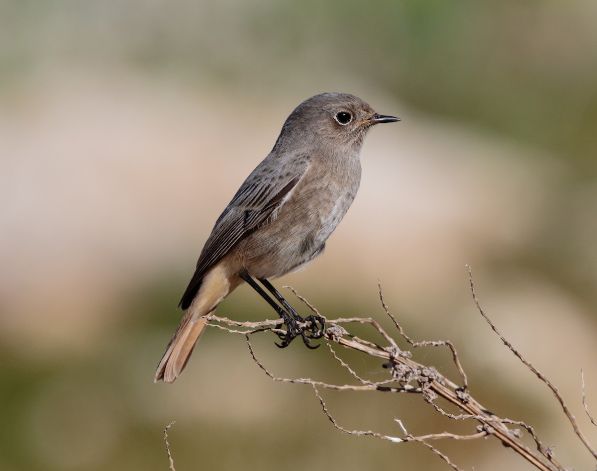 Black Redstart - ML382681281