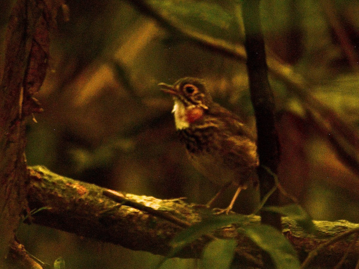 Alta Floresta Antpitta - Alan Van Norman