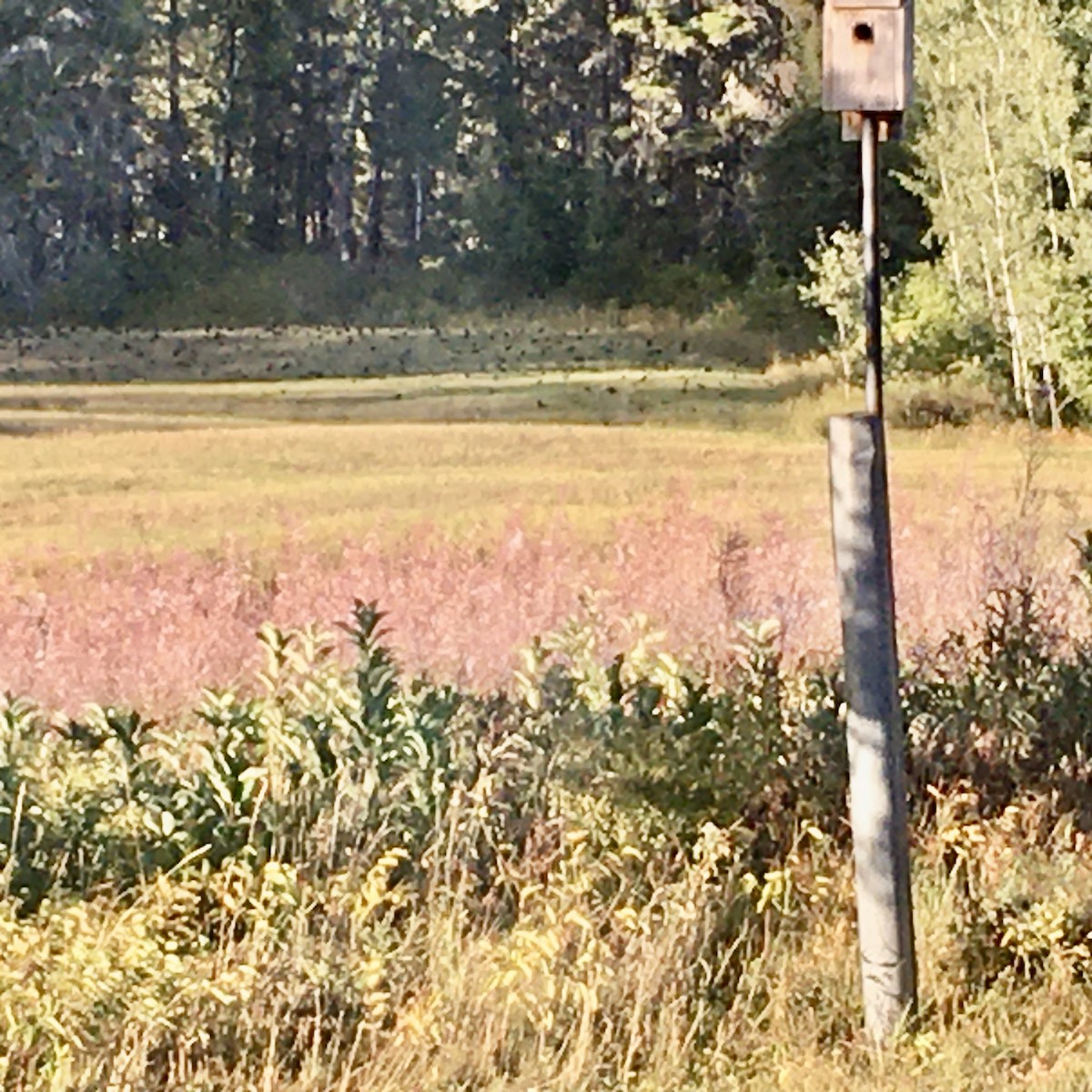 Common Grackle - ML382683361