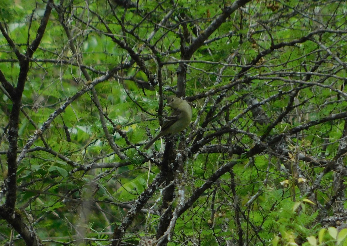 Fiofío Oscuro - ML382684481