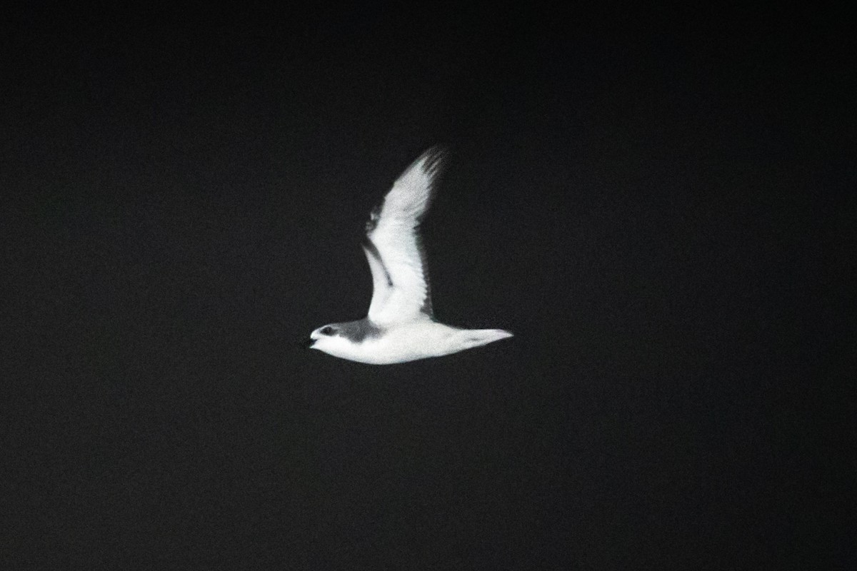 Cook's Petrel - ML382685891