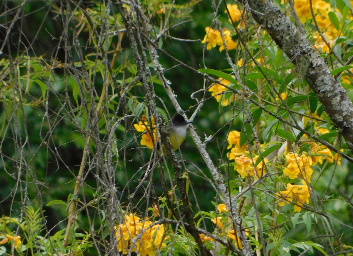 Copetón Capirotado - ML382687591
